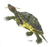 Image of: Trachemys scripta (common slider)