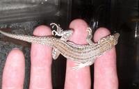 Acanthodactylus boskianus boskianus