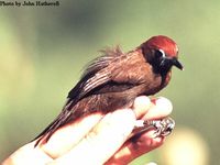 Fluffy-backed Tit Babbler - Macronous ptilosus