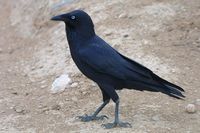 Australian Raven