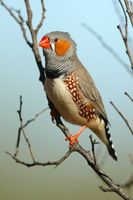 Zebra Finch