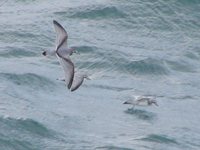 Antarctic Prion - Pachyptila desolata