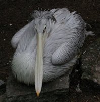 Pink-backed Pelican - Pelecanus rufescens