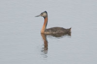 Great Grebe (Podiceps major)