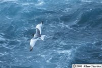 Swallow-tailed Gull - Creagrus furcatus