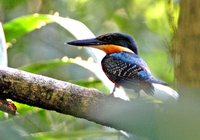 Green-and-rufous Kingfisher - Chloroceryle inda