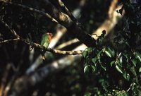 Red-bearded Bee-eater - Nyctyornis amictus