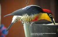 Yellow-fronted Woodpecker - Melanerpes flavifrons