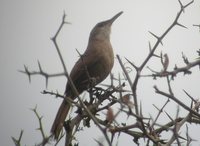 Chaco Earthcreeper - Ochetorhynchus certhioides