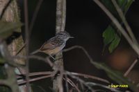 Warbling Antbird - Hypocnemis cantator