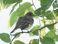 Willow Flycatcher - Empidonax traillii