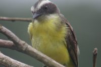 Social Flycatcher - Myiozetetes similis