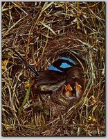 Superb Fairywren - Malurus cyaneus