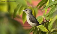 Pale-billed Flowerpecker - Dicaeum erythrorhynchos