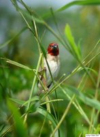 Red-headed Quelea - Quelea erythrops