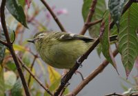 Yellow-winged Vireo - Vireo carmioli