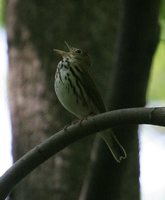 Ovenbird - Seiurus aurocapilla