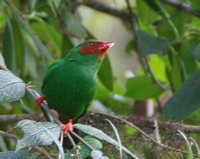 Grass-green Tanager - Chlorornis riefferii