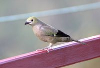 Palm Tanager - Thraupis palmarum