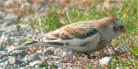 Snow Bunting - Plectrophenax nivalis