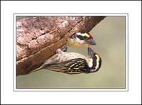 Red-fronted Barbet (Pogoniulus pusillus)