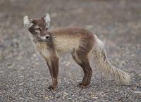 Arctic Fox