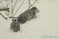 Serow, Capricornis crispus a wild goat native to Japan.