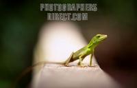 Green Lizard . Borneo . Malaysia . Sabah . Born