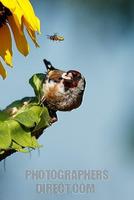 European Goldfinch ( Carduelis carduelis ) stock photo