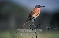 Carmine bee eater , Merops nubicoides , Hwange National Park , Zimbabwe stock photo