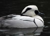 A smew.