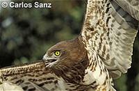Short-toed eagle (Circaetus gallicus)