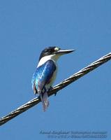 Forest Kingfisher 2