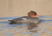 바다비오리 Red-breasted Merganser Mergus serrator