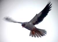 Amur Falcon