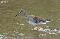 Tringa totanus , 붉은발도요 - Redshank