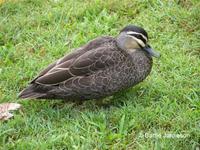 Pacific Black Duck, Anas superciliosa, Lake Baroon,Queensland,  May 23 2006. Photo © Barrie Jami...