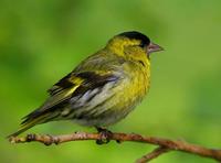 Siskin (Carduelis spinus)