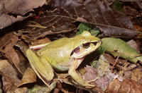 : Aglyptodactylus madagascariensis; Madagascan Wood Forg