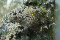 : Bombina variegata; Yellow-bellied Toad