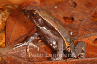 : Bufo haematiticus