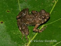 : Phrynobatrachus calcaratus