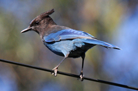 : Cyanocitta stelleri; Steller's Jay