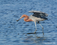 : Egretta rufescens; Reddish Egret