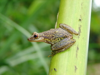 : Scinax funereus