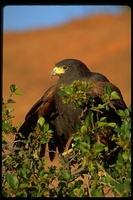 : Parabuteo unicinctus; Harris' Hawk