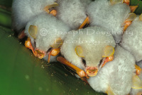 : Ectophylla alba; Honduran Fruit Bat