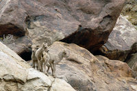 : Ovis canadensis nelsoni