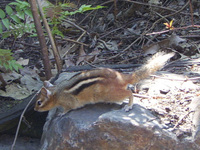 : Tamias striatus; Eastern Chipmunk