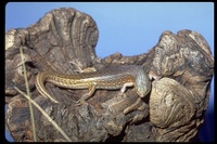 : Ctenotus pantherinus; Panther Skink